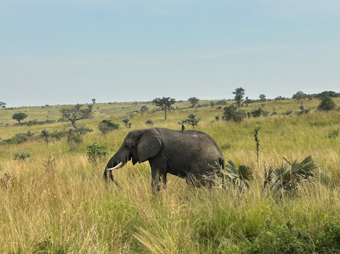 Lulu safaris, uganda-坎帕拉必去景点