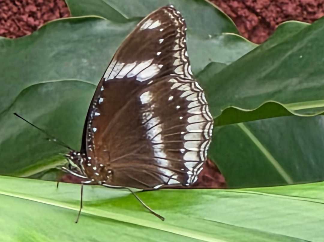 Indimasi - The Healing Village主图