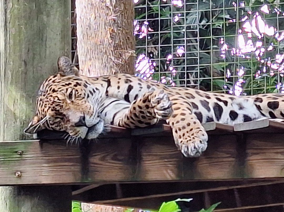 Brevard Zoo-墨尔本必去景点