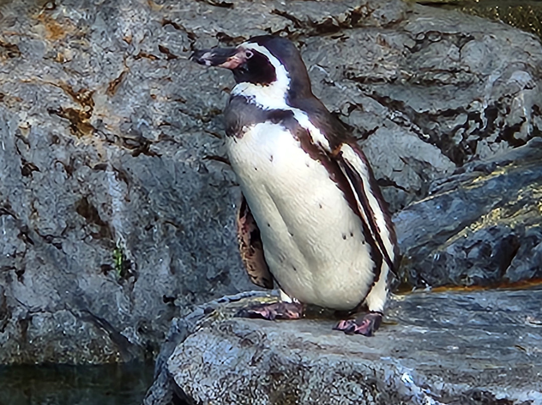 长崎企鹅水族馆-长崎市必去景点