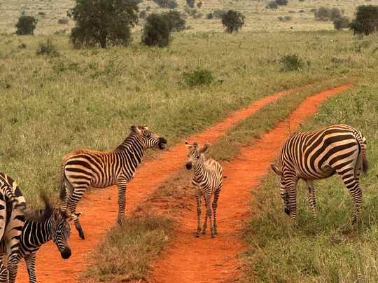 Kenya Con Deddy-瓦塔木必去景点