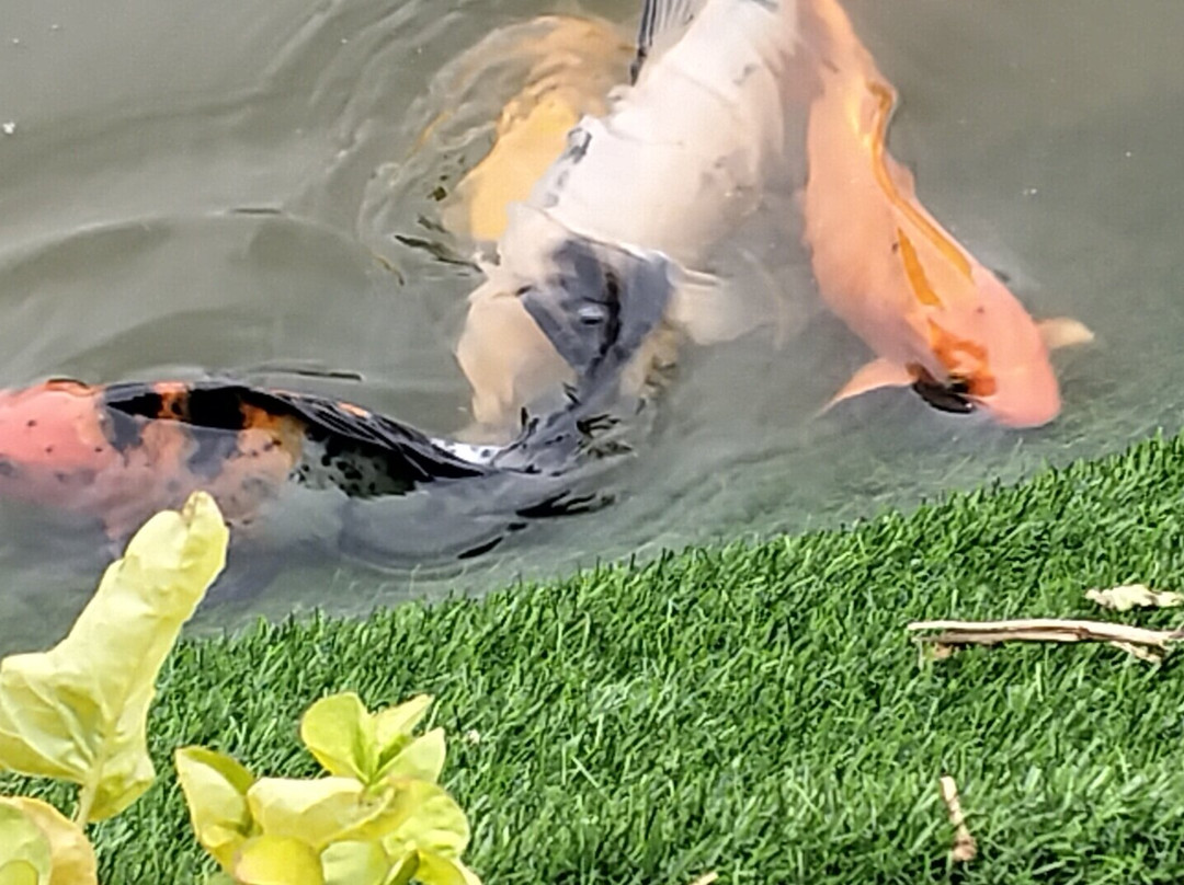 Brij Bageecha Jaipur - Private Villas With Plunge Pool主图