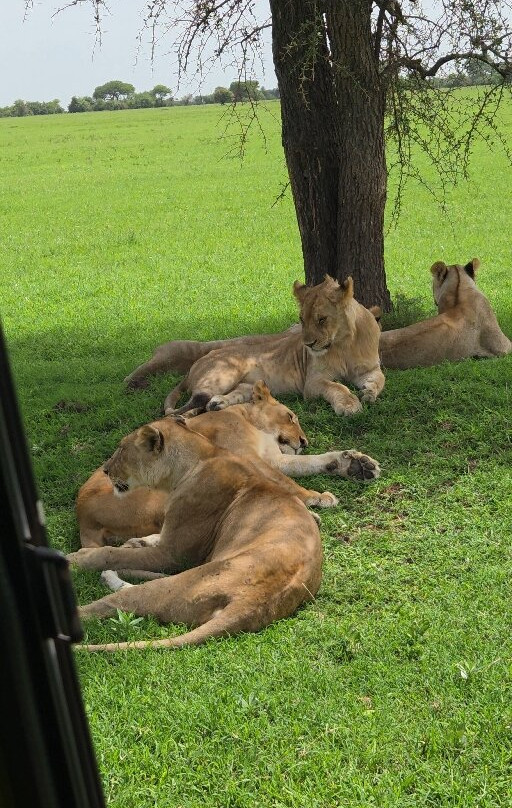 Shayona Safaris & Tours-姆万扎必去景点
