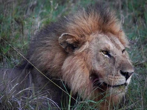 Magical Gorilla Adventures-坎帕拉必去景点