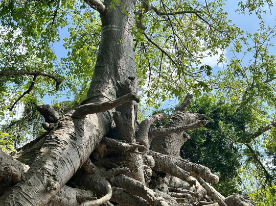 Zanzione Tour and Travel-桑给巴尔市必去景点