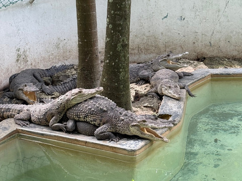 Croco Cun Zoo-从莫雷洛斯港必去景点