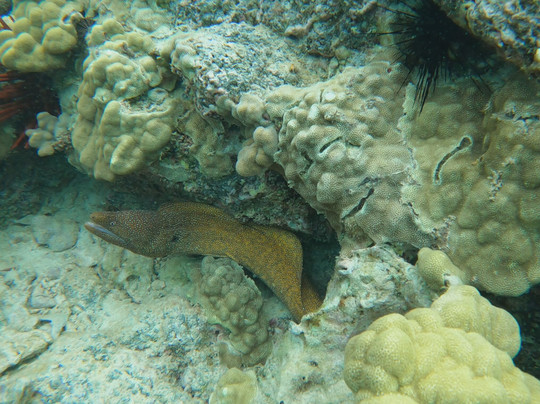 Hawai'i Surf and Kayak-普阿克必去景点