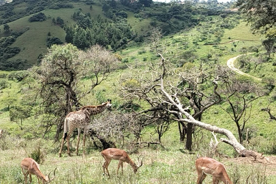 Phezulu Safari Park-德班必去景点