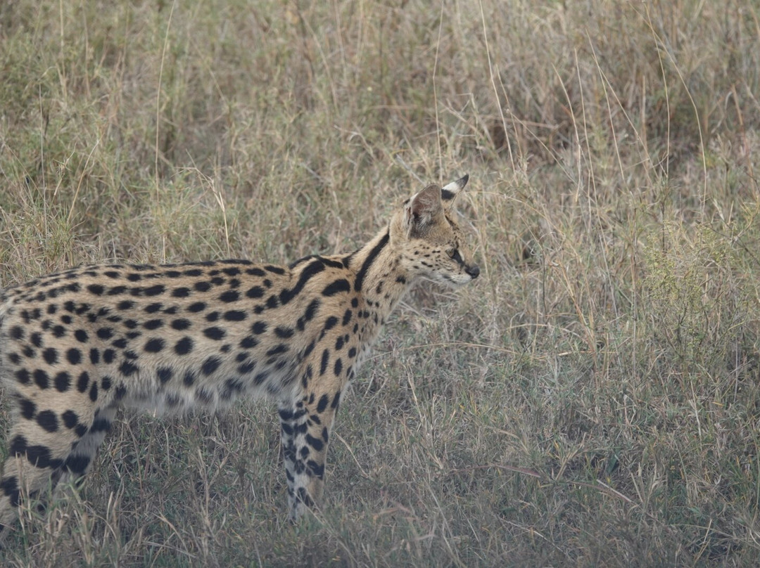 Caracal Tours & Safaris-莫西必去景点