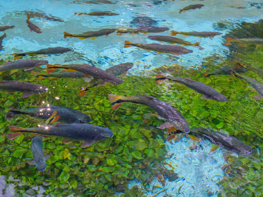 Rio Sucuri-博尼图必去景点