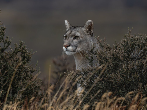 Wild Frames Chile-纳塔莱斯港必去景点