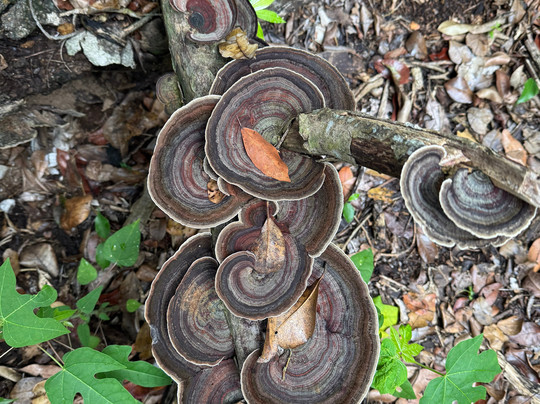 Calakmul Adventures day tours-Xpujil Town必去景点