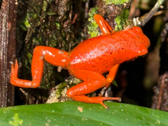 Cataratas Bribri Talamanca-Bribri必去景点