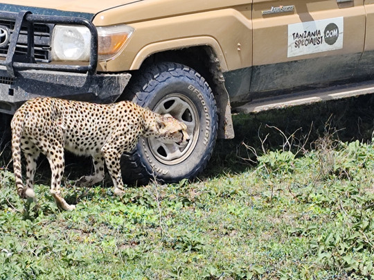 Tanzania Specialist-阿鲁沙必去景点