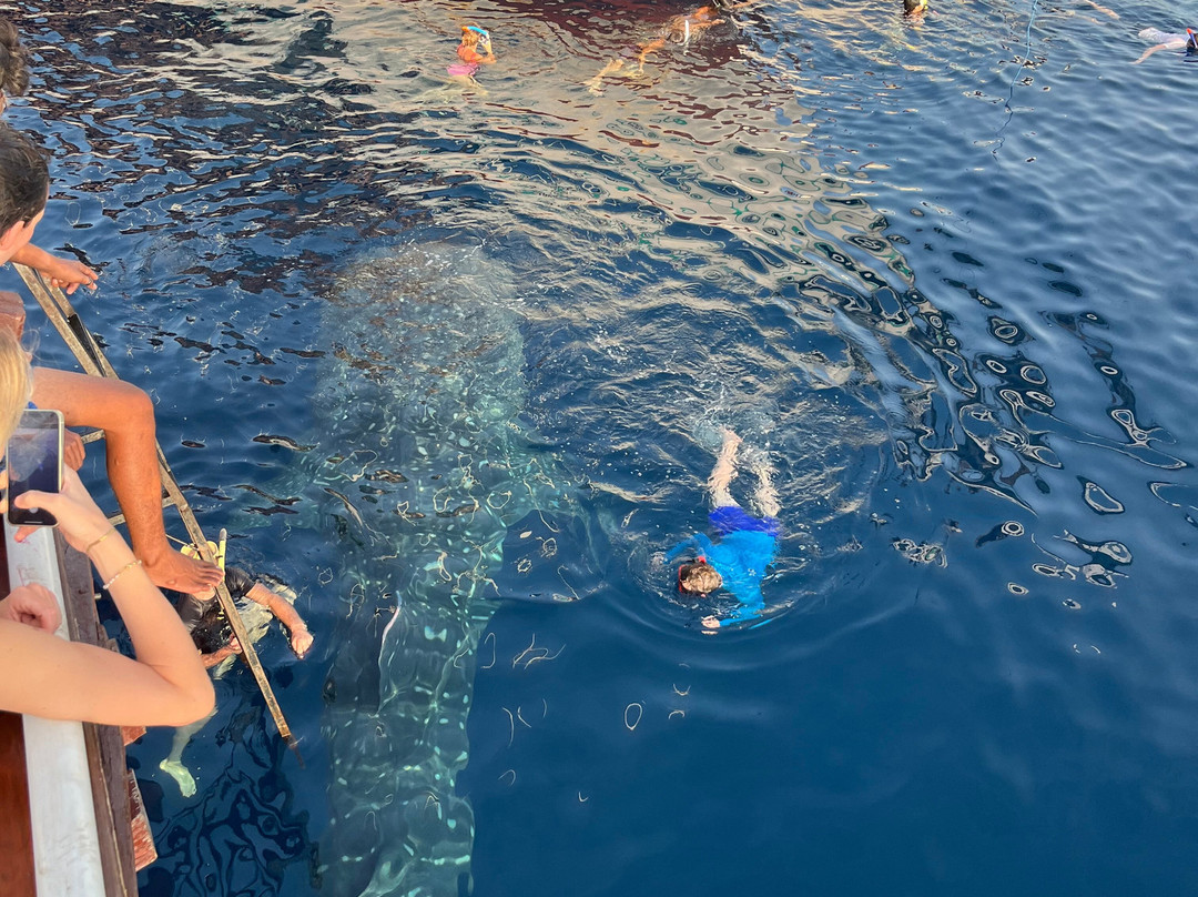 KOMODO TOUR INDONESIA-Labuan Bajo必去景点
