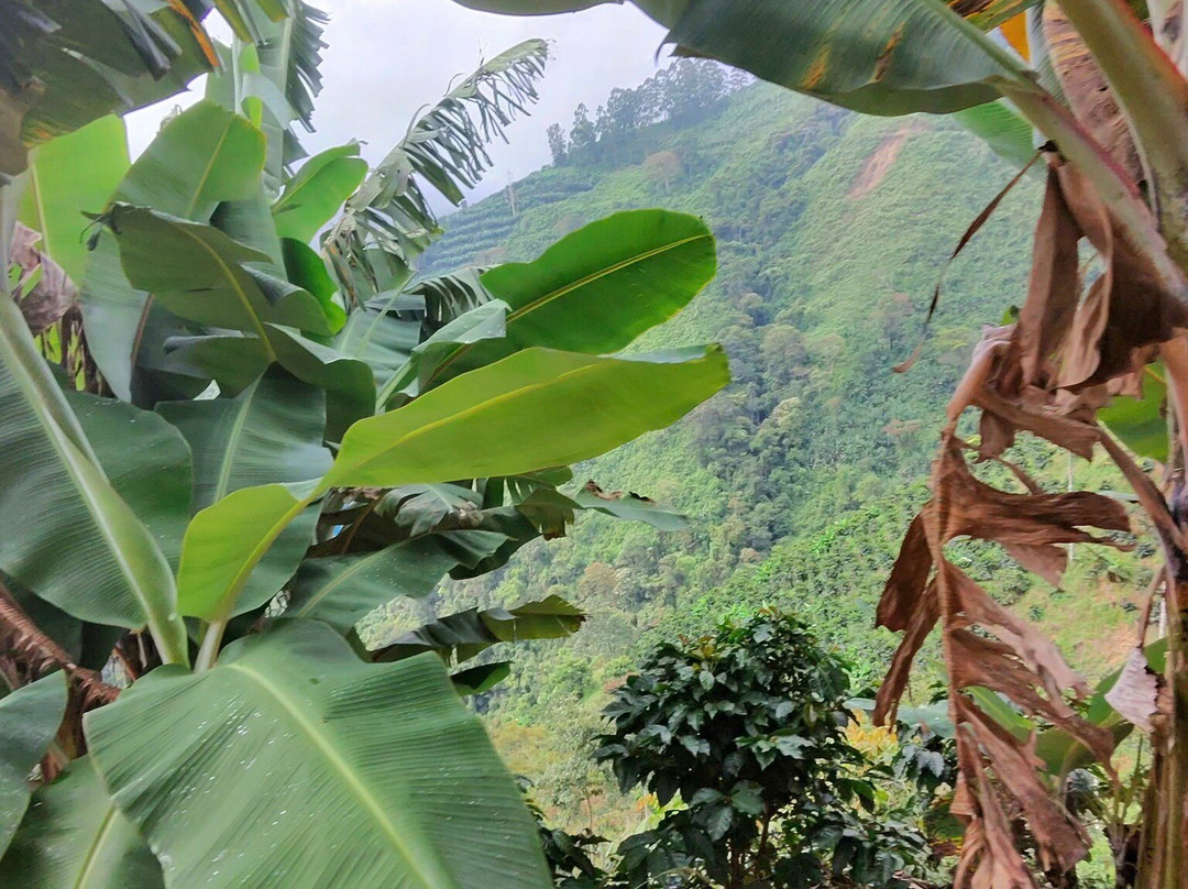 El Diamante精品农场主图