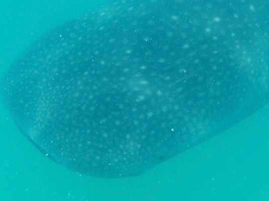 Afro Whale Shark Safari-马菲亚岛必去景点
