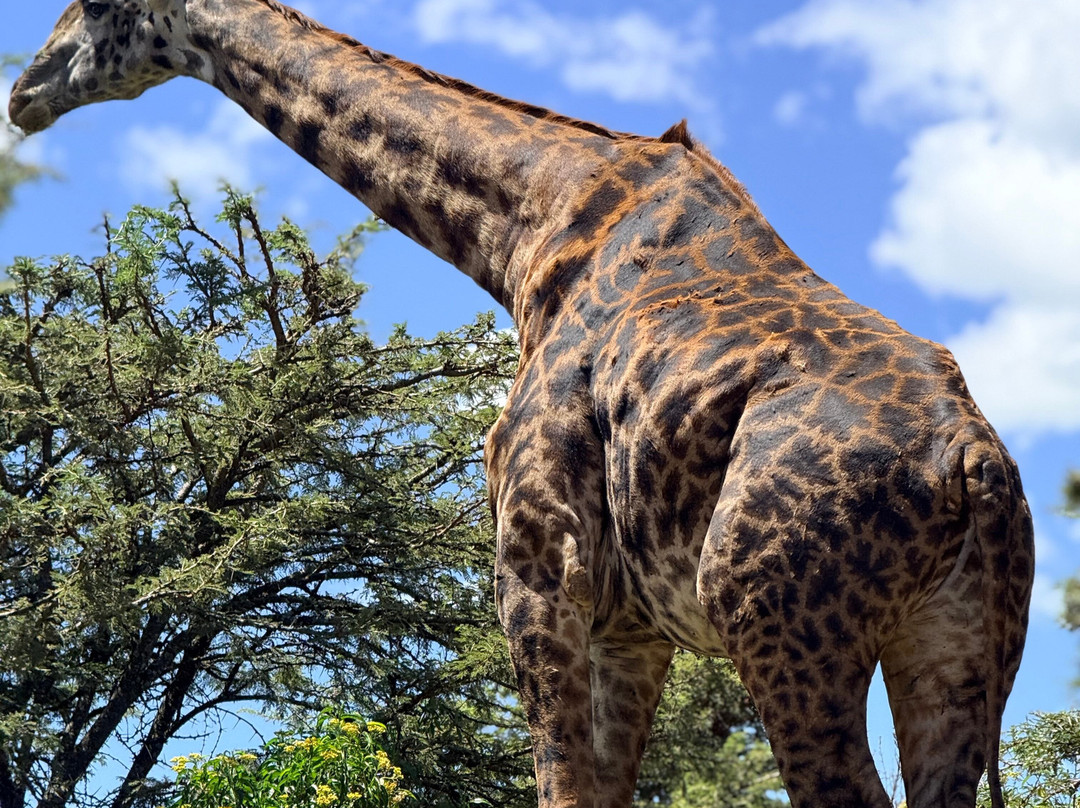 African Quest Safaris-蒙巴萨必去景点