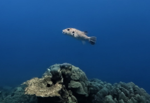 Pirate Divers Bang Niang, Khao Lak-拉克山必去景点