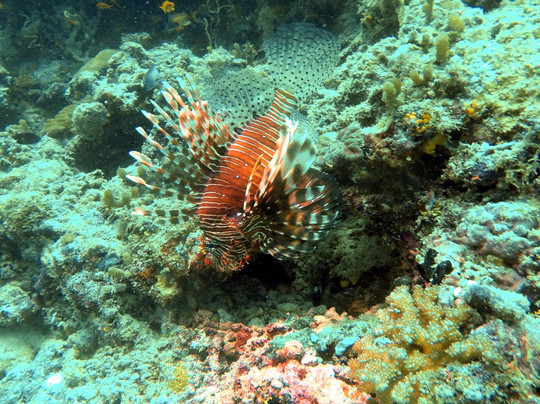 Filitheyo Dive Center-菲利兹优岛必去景点