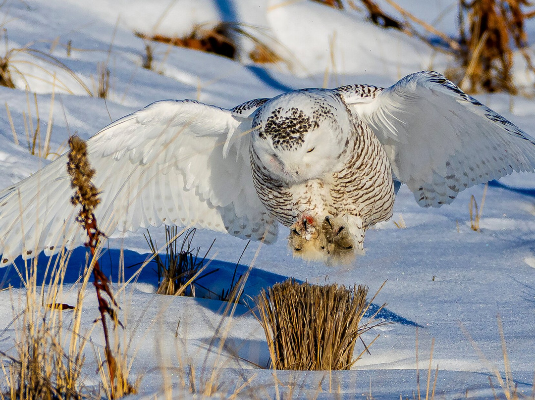 Spruce Photo Tours-汤森必去景点
