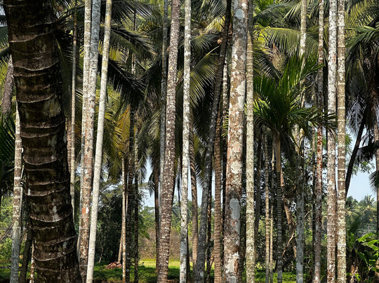 Chandralayam Homestay主图