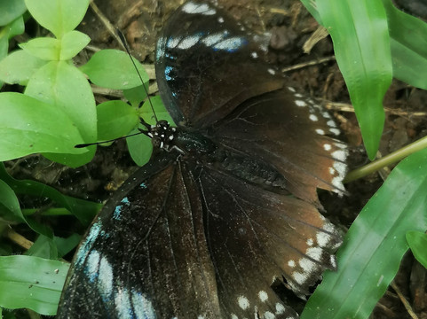 Banatayan Island Butterfly Garden-班塔延岛必去景点