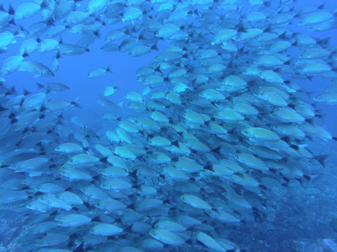 Rocket Frog Divers-Playas del Coco必去景点