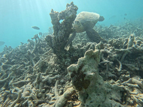 Sud Tropical-蓝湾必去景点
