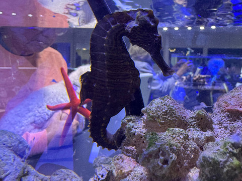 Boca Aquarium-博卡拉顿必去景点