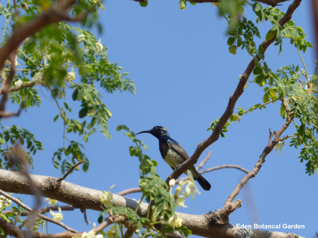 Eden Botanical Garden Toliara-Toliara必去景点