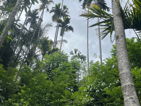 Sri Lanka Trekking-康提必去景点