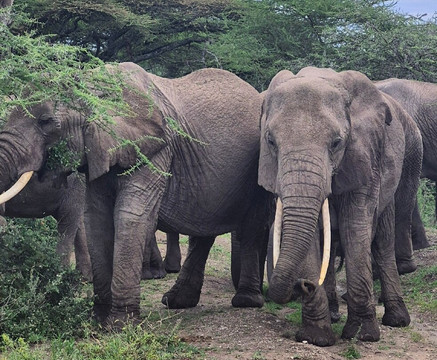 Safari Avventura-阿鲁沙必去景点
