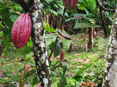Cacao Trails Culture Tour-Hone Creek必去景点