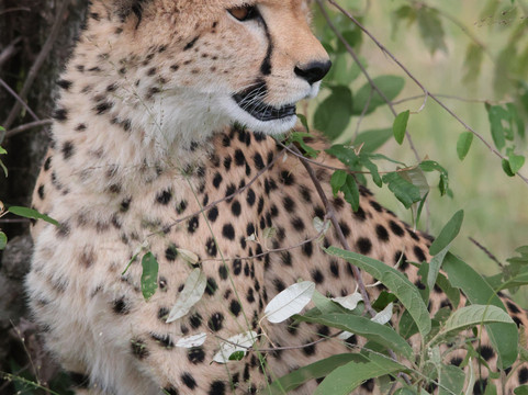 Tazama Africa Holidays-内罗毕必去景点