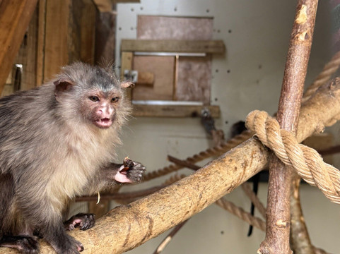 Dartmoor Zoological Society-Sparkwell必去景点