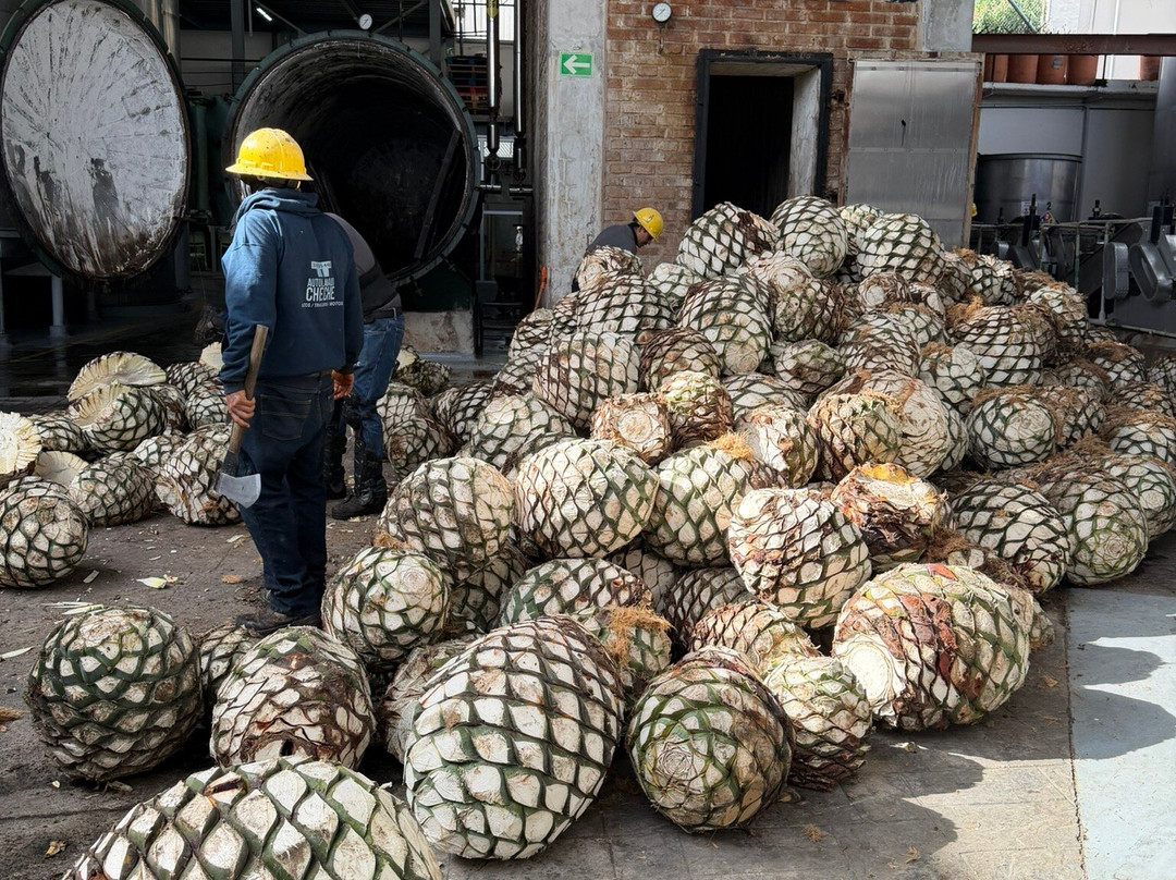 Experience Agave-特基拉必去景点