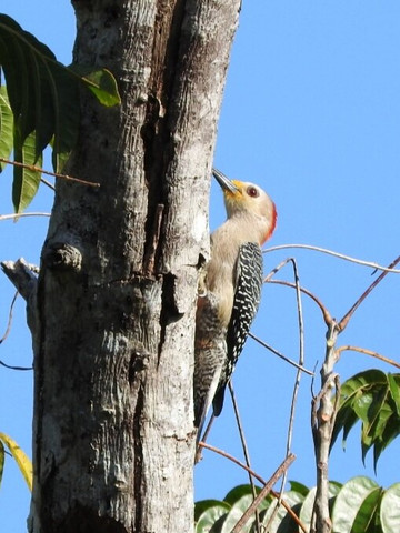 Eddy Ay Peña-Chunyaxche必去景点