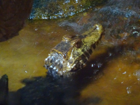 Exmoor Zoo-巴恩斯特珀尔必去景点