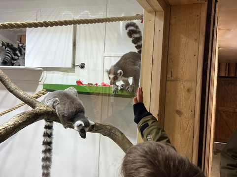 Welsh Mountain Zoo-科尔温湾必去景点