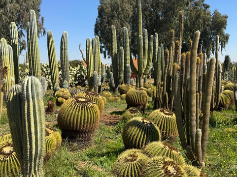 Cactus Thiemann-马拉喀什必去景点