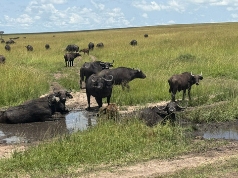 Journeys Beyond Africa-内罗毕必去景点