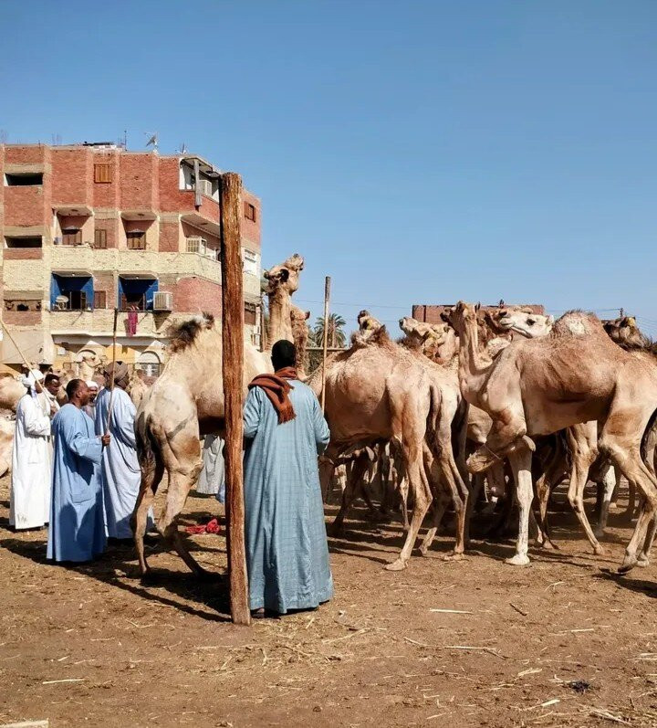 Aswan Felucca Tour: Imaginative Felucca-亚斯文必去景点