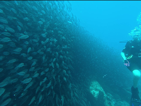 Scuba Iguana-阿约拉港必去景点