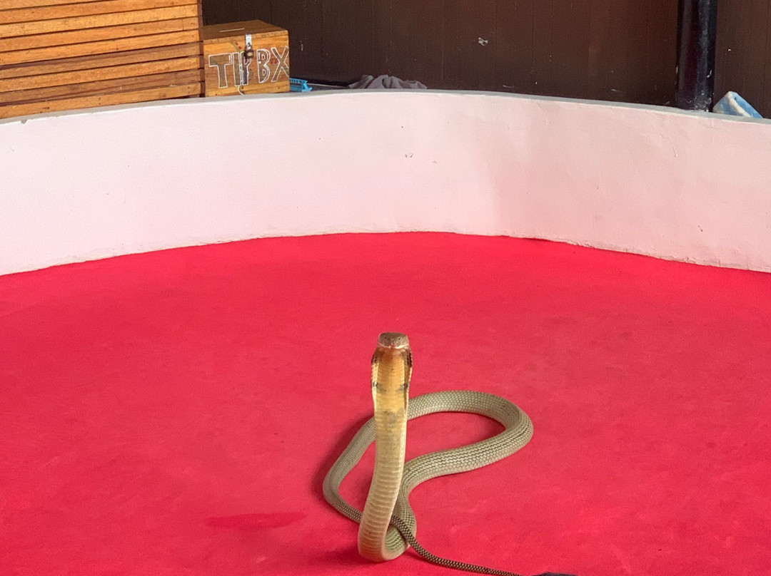 Krabi Snake Park and Kingcobra Show-奥南必去景点