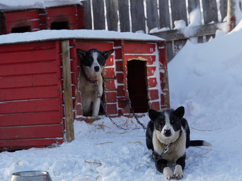 Northern Light Dog Adventure-Nordkjosbotn必去景点
