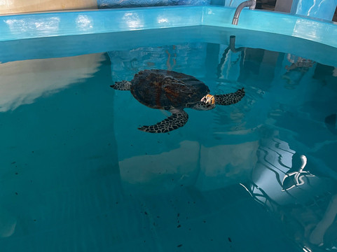 Ahungalla Sea Turtles Conservation And Research Center-亚洪加拉必去景点