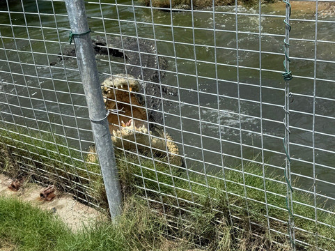 Koorana Crocodile Farm-Coowonga必去景点