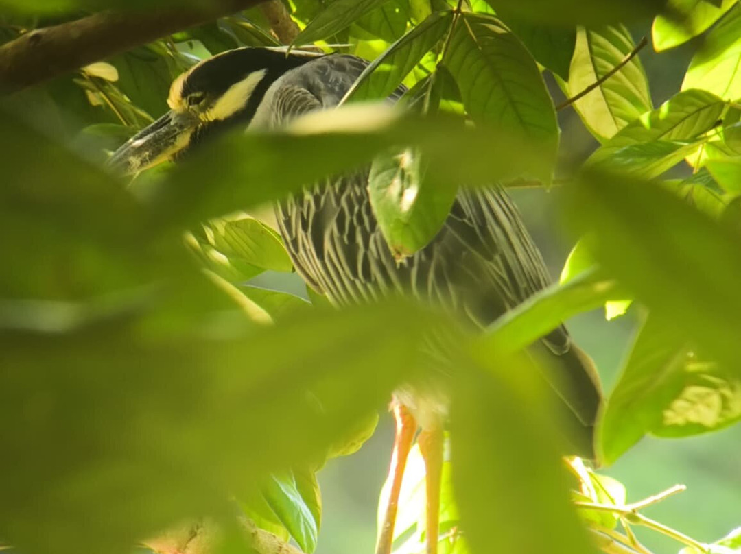 Jaguar Corcovado Tours-希门尼斯港必去景点