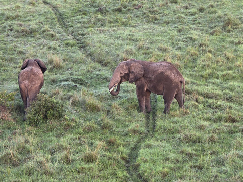 Skyship Co. Balloon Safaris-马赛马拉国家野生动物保护区必去景点